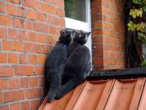wenn synchrongucken olympisch wäre