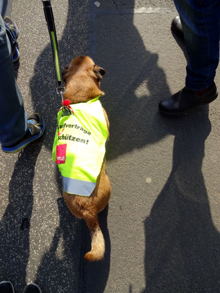 auf den hund gekommen