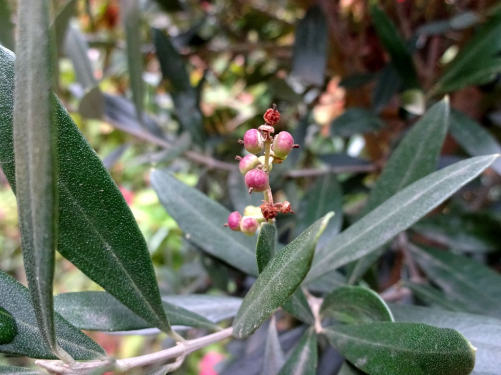 olivenbaum aus corfu