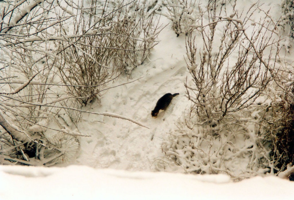 katze im schnee