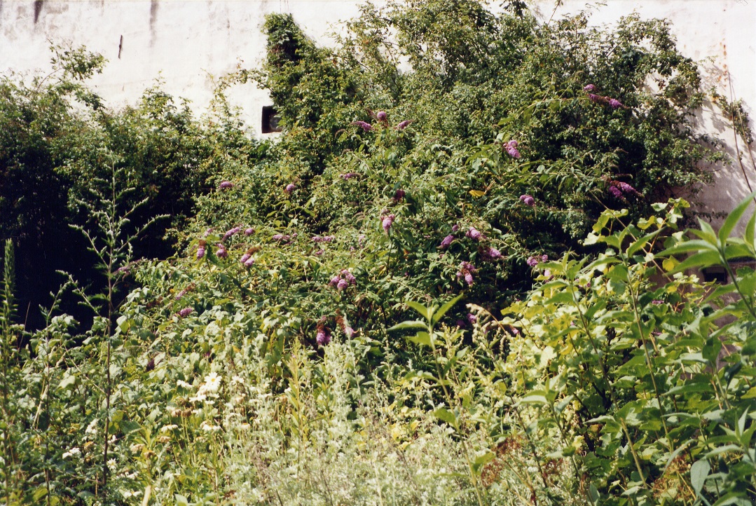 japanischer flieder (1)