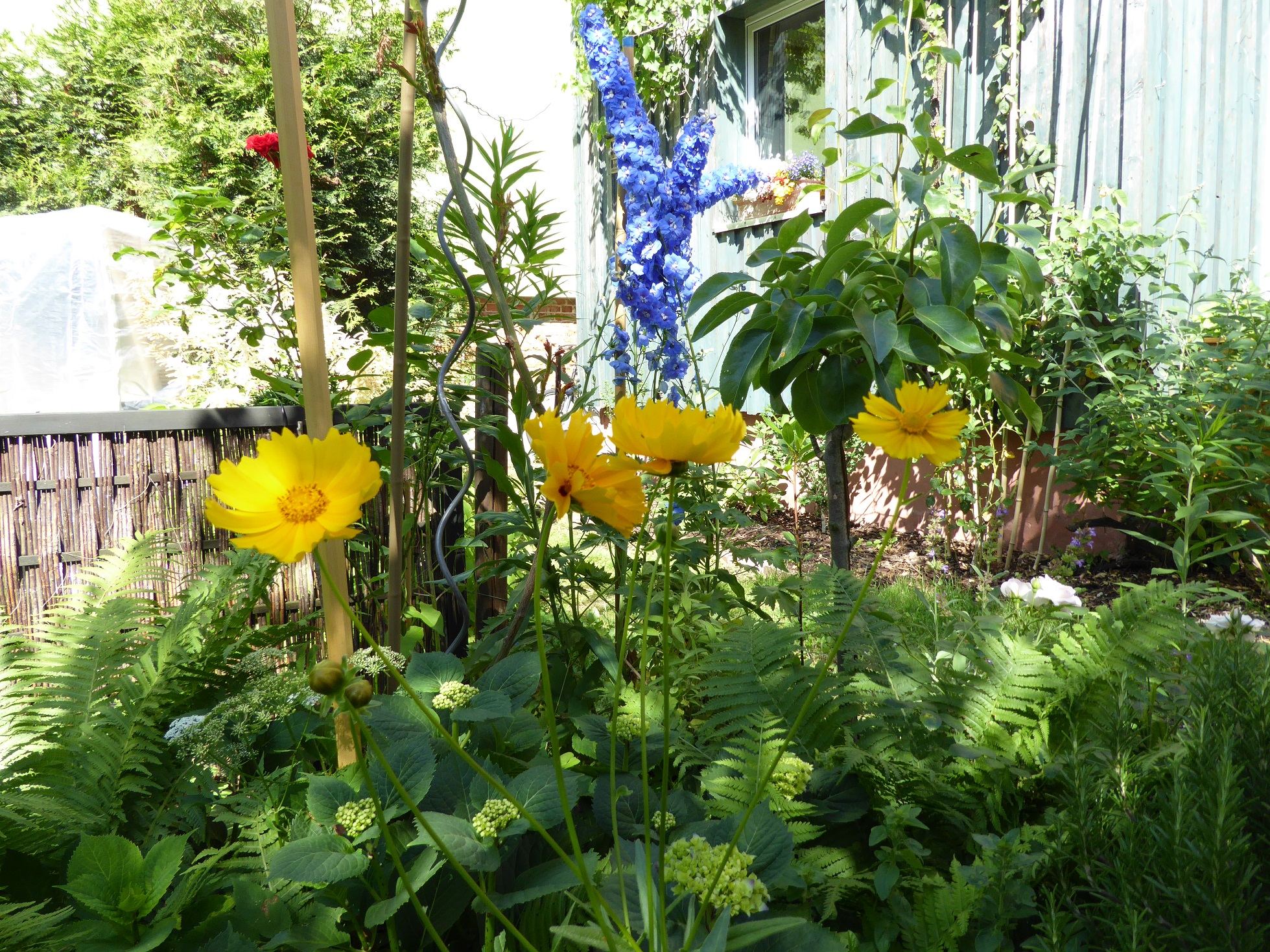 refugium für meisen, braunellen, zaunfinken