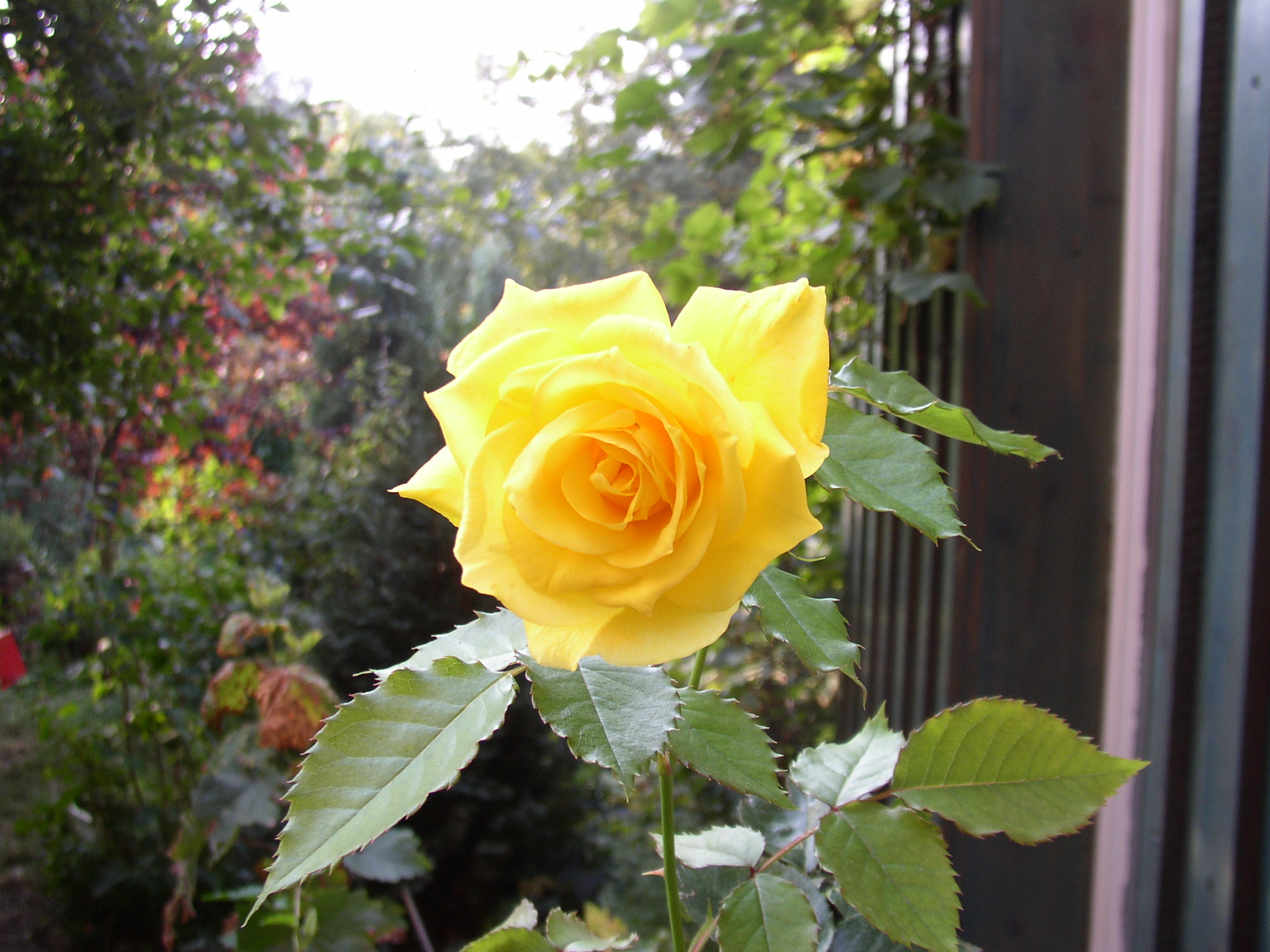 OLYMPUS DIGITAL CAMERA