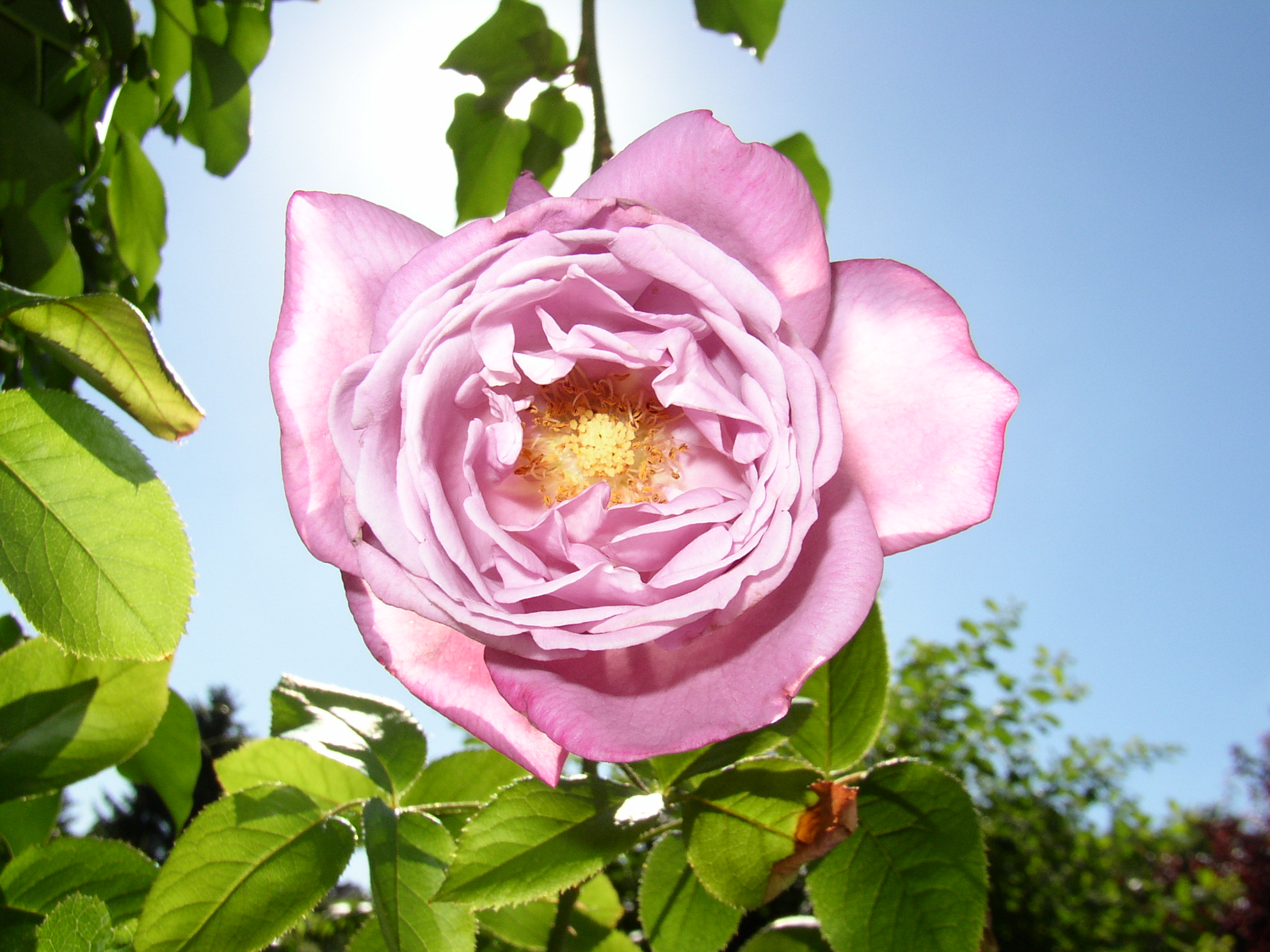 OLYMPUS DIGITAL CAMERA