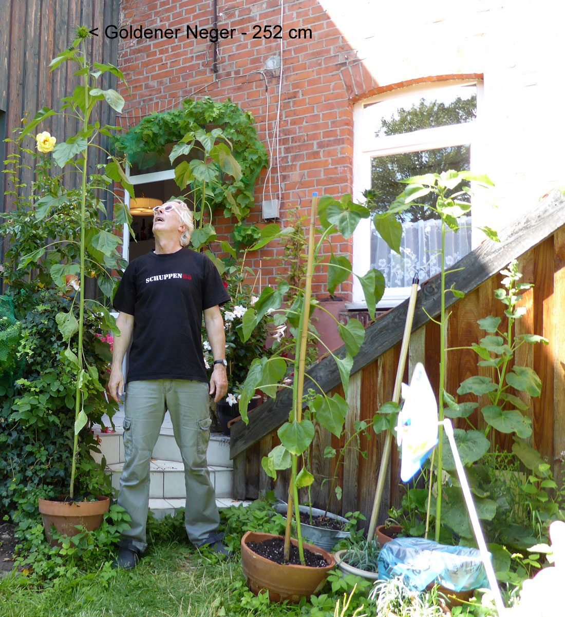 goldener neger 252 cm