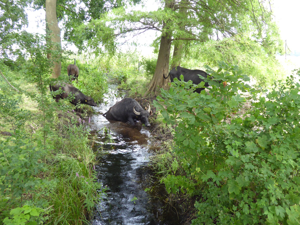 wasserbüffel