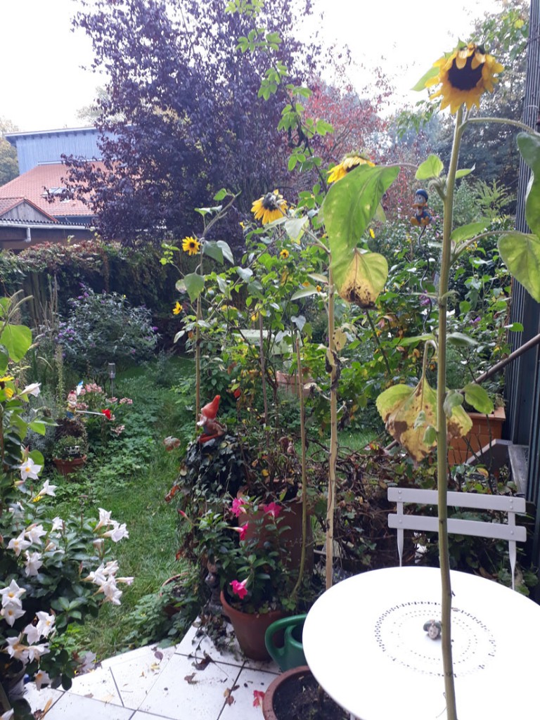 goldener-neger-on-reih-und-