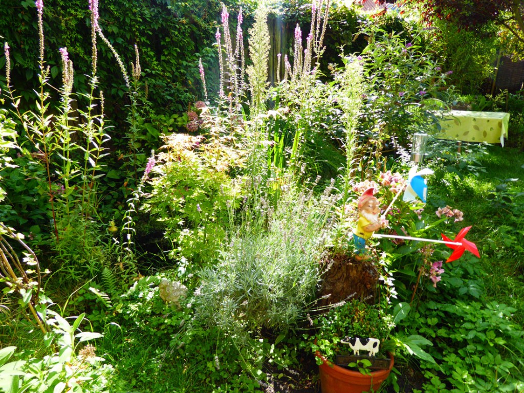 wo-ist-das-bohnenkraut