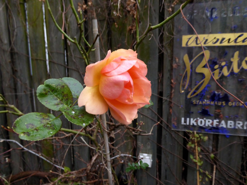 rose-im-dezember