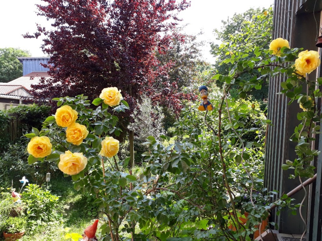 20180515_135235_resized