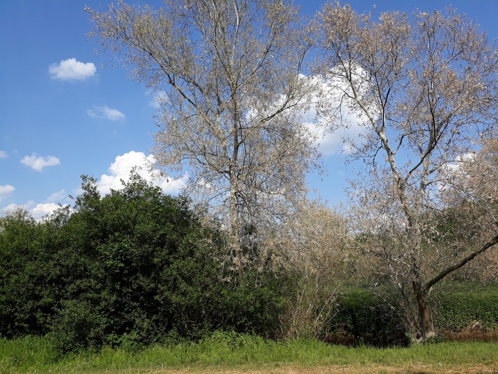 seiden und andere spinner